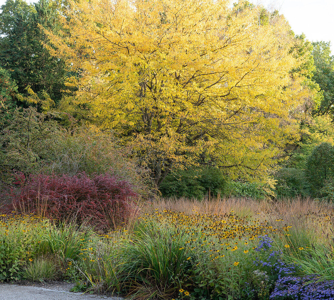 Flowering Coneflowers (Rudbeckia), Japanese snowball (Viburnum plicatum) and deciduous trees in autumn