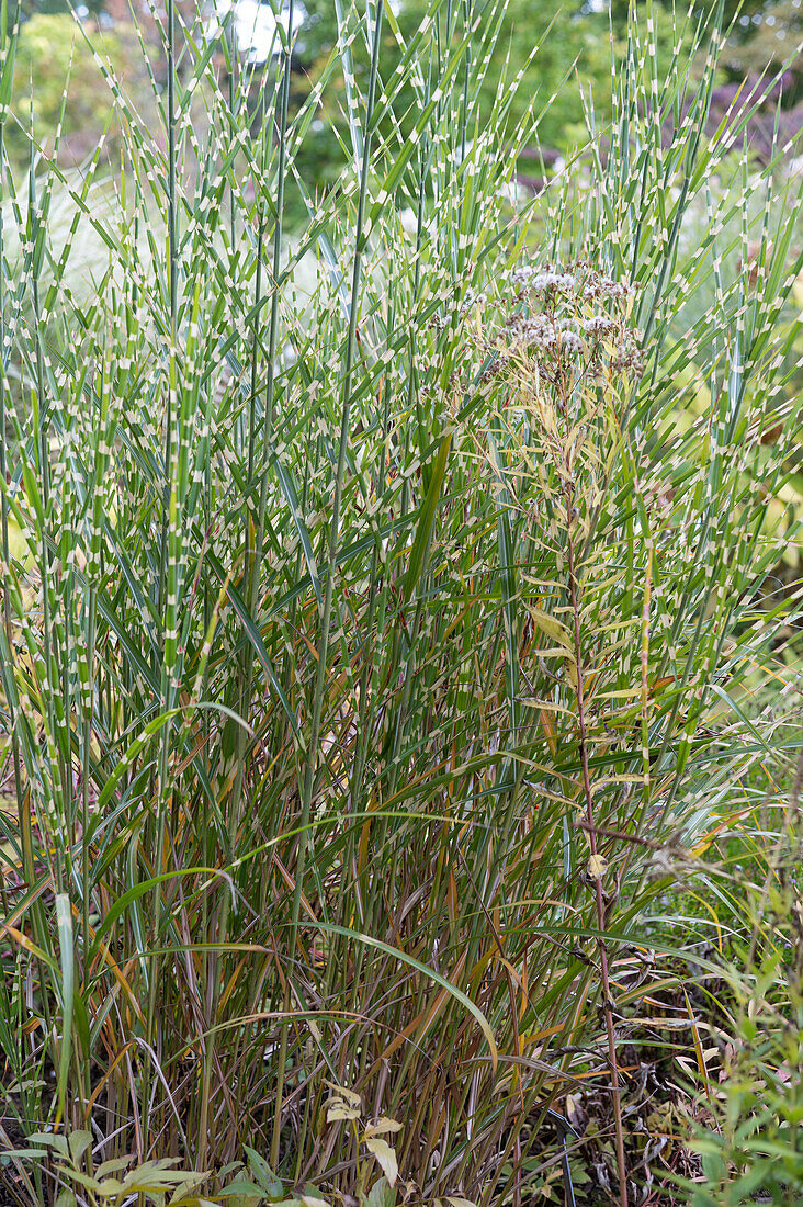 Chinaschilf 'Strictus' (Miscanthus Sinensis) im Park