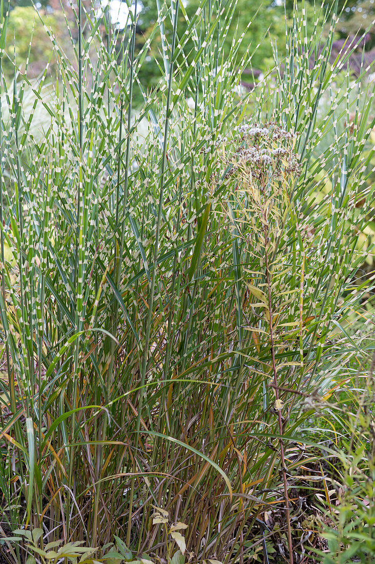 Chinese silver grass (Miscanthus Sinensis) in the park