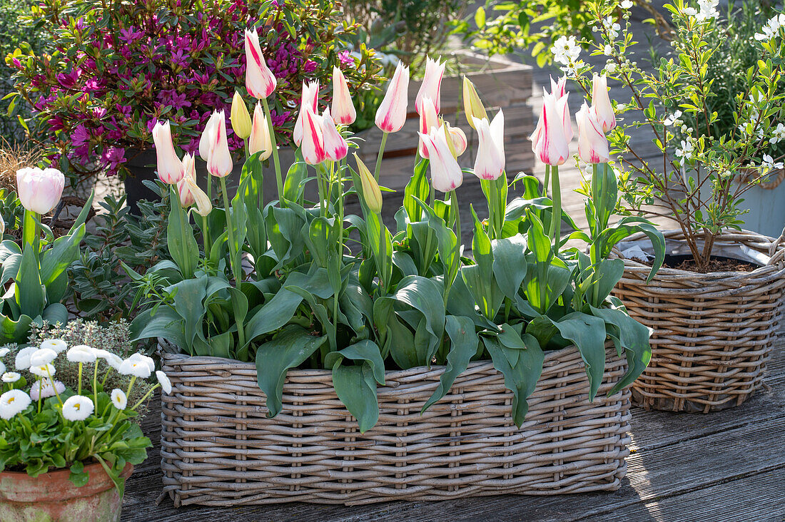 Lily-flowered tulip (Tulipa), 'Marilyn