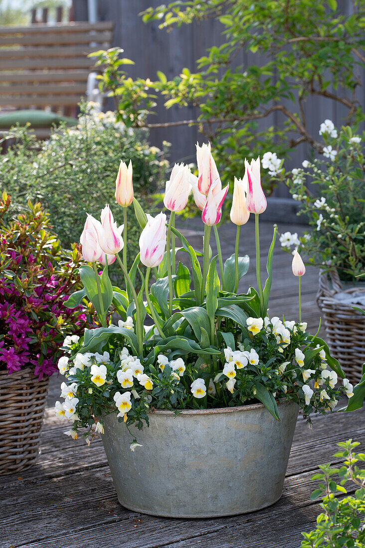 Lily-flowered tulip (Tulipa), 'Marilyn', violet (Viola) in a pot