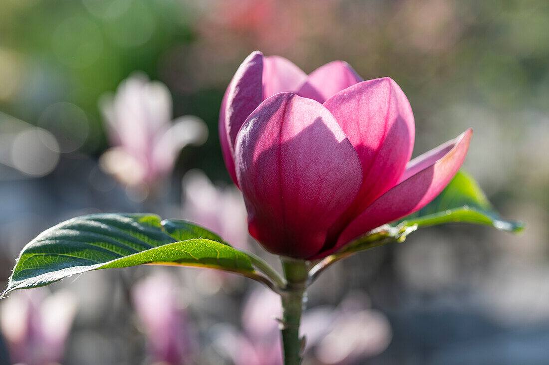 Magnolia flowering, (Magnolia soulangiana)