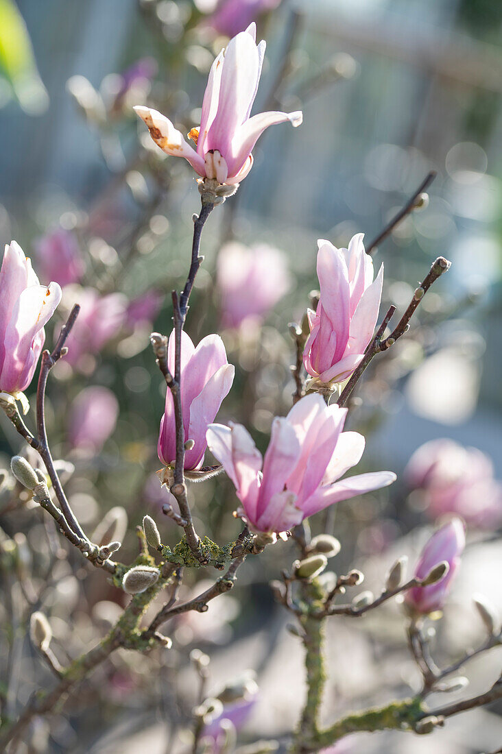 Flowering magnolia tree, (Magnolia soulangiana)