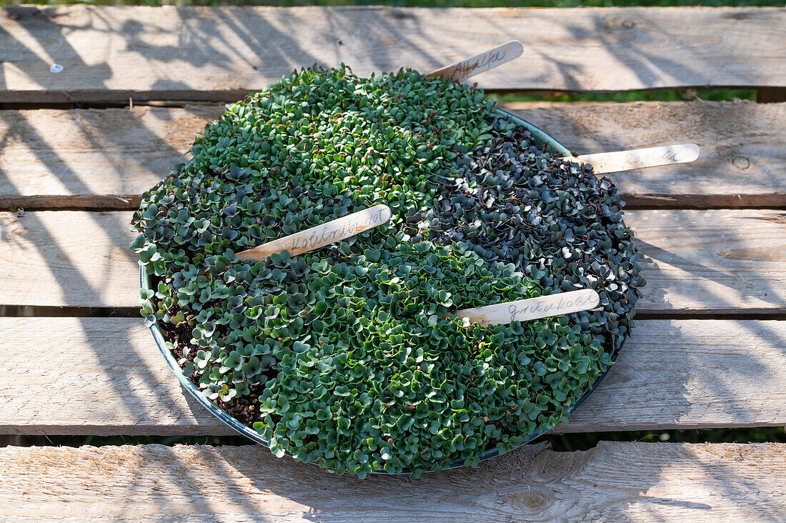 Seedling kohlrabi, alfalfa, radish, kale, bean sprouts, sowing in plate