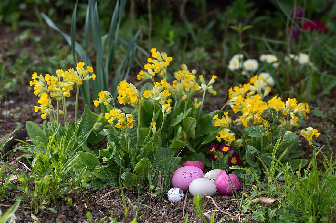 Primroses (Primula veris) in the garden with colorful Easter eggs