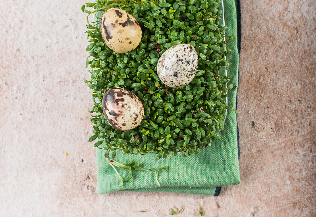 Watercress and quail eggs