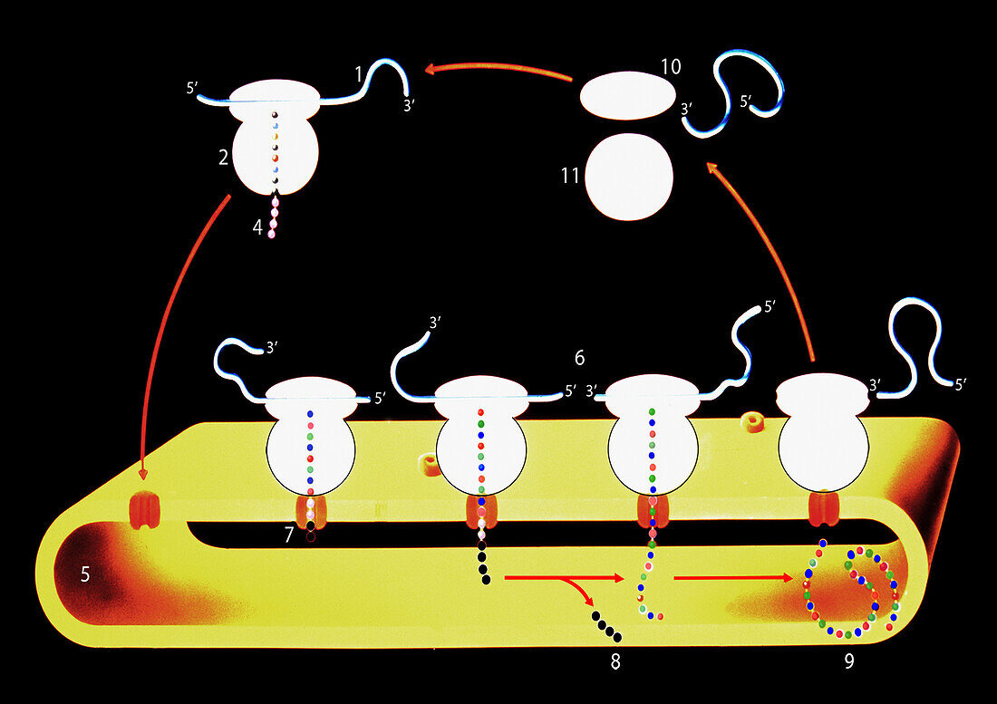 Protein synthesis, illustration