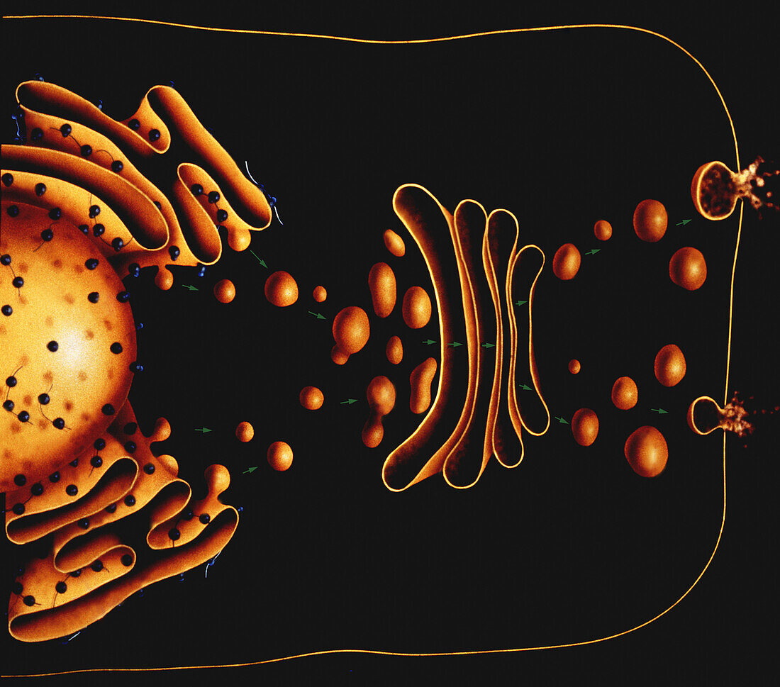 Cellular protein transport, illustration