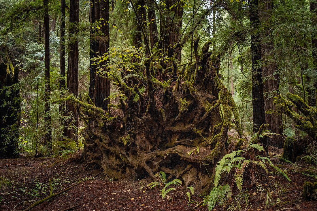 Fallen redwood stump covered in moss