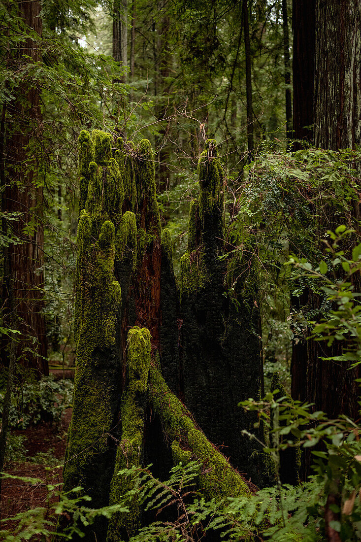 Moss-covered burnt redwood stump
