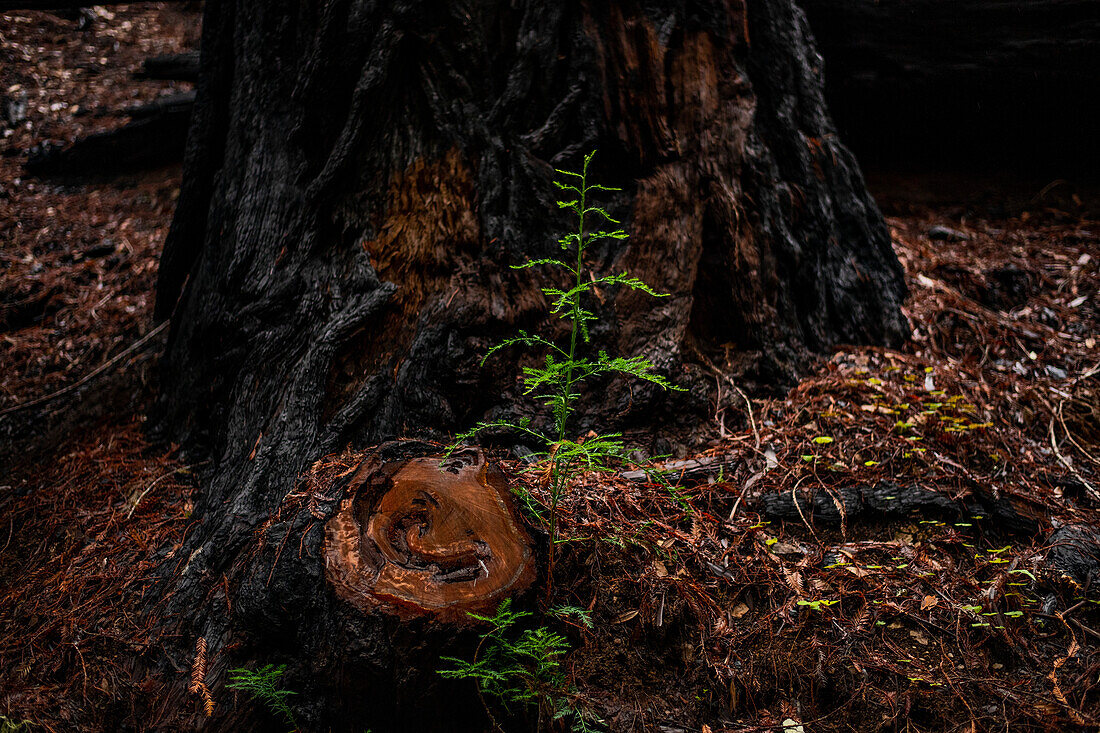 Redwood sprout after moderate fire damage