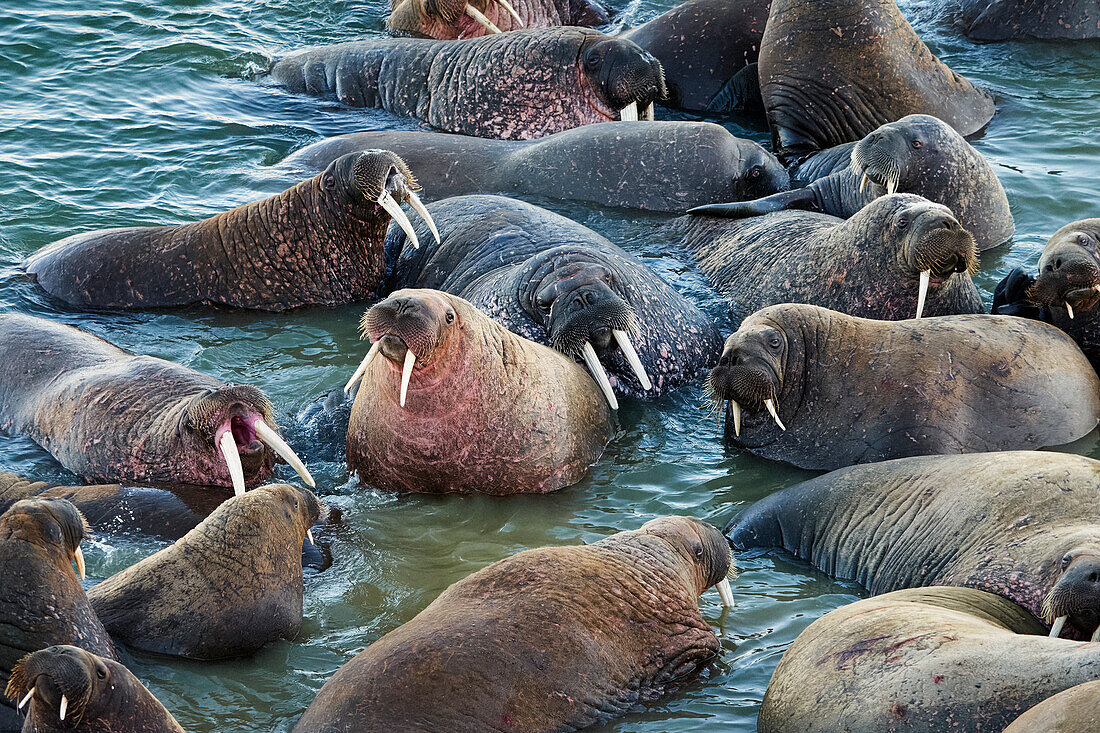 Atlantic walruses