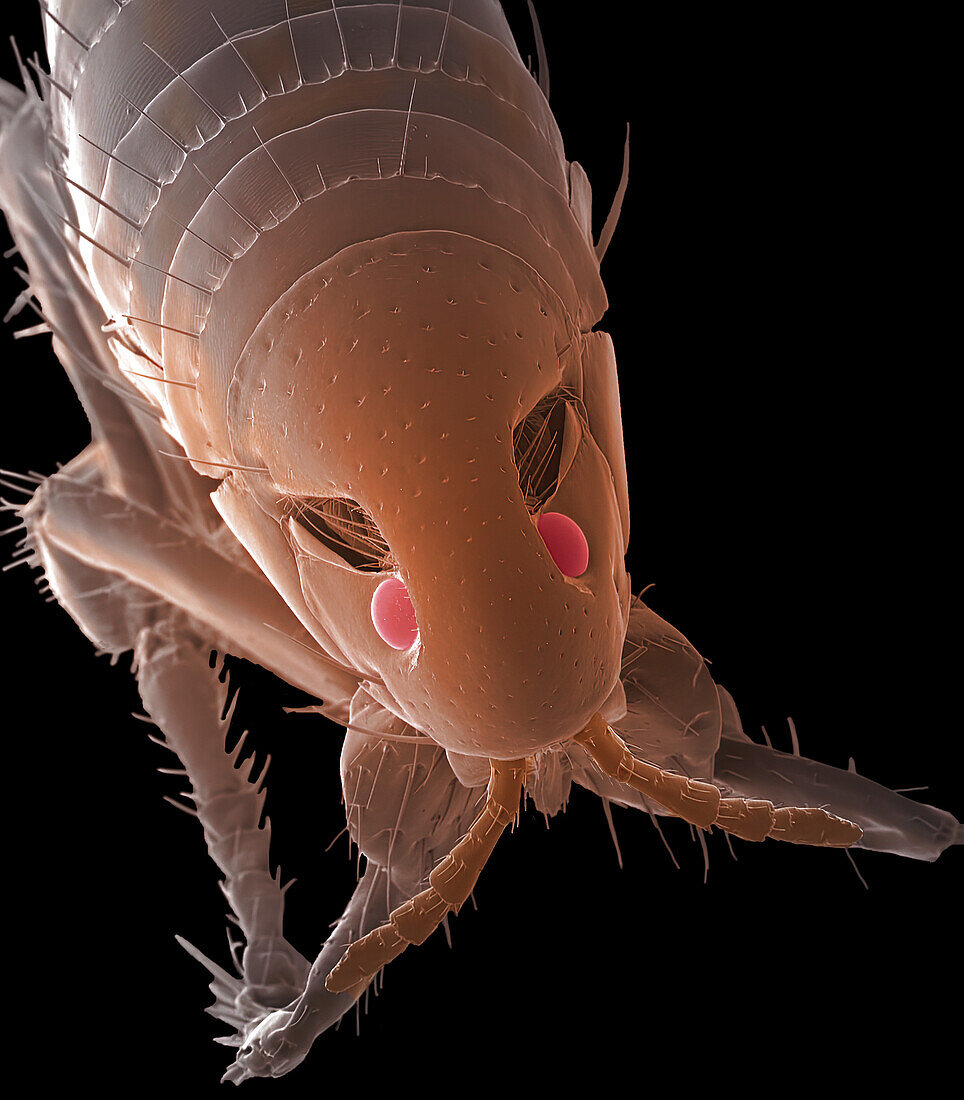 Human flea, SEM
