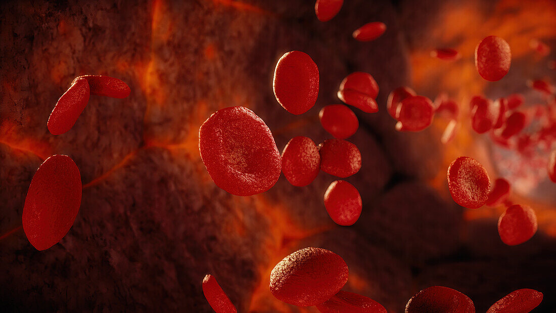 Red blood cells flowing through artery, illustration