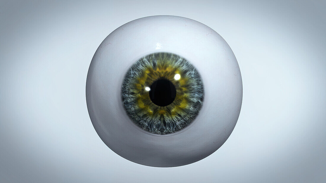 Eye, illustration
