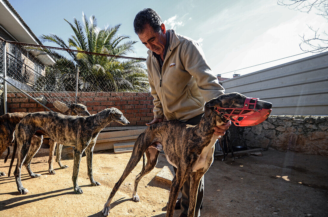 Spanish greyhound owner with his greyhounds