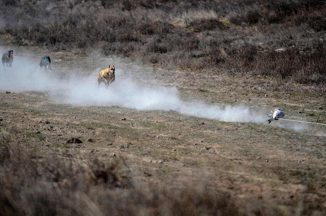 Spanish Galgos race with a mechanical hare