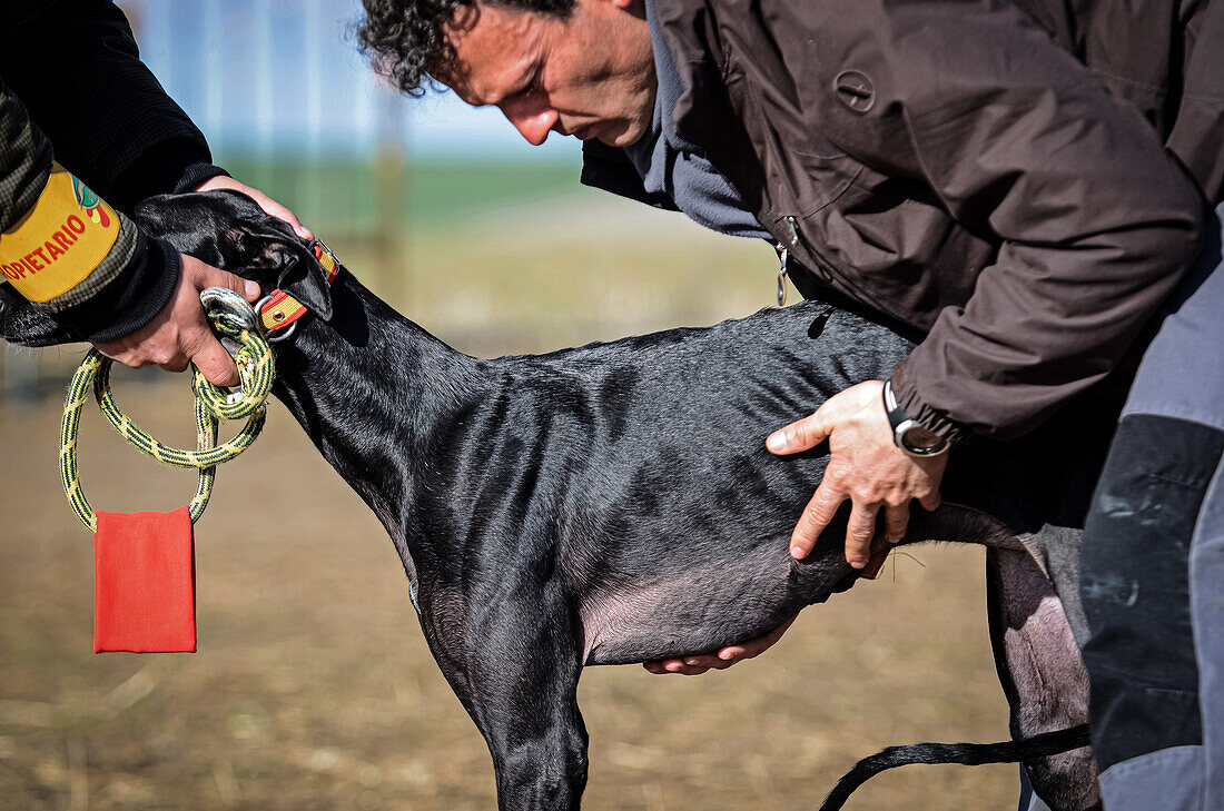 Spanish greyhound at Spanish Hare Coursing Championship
