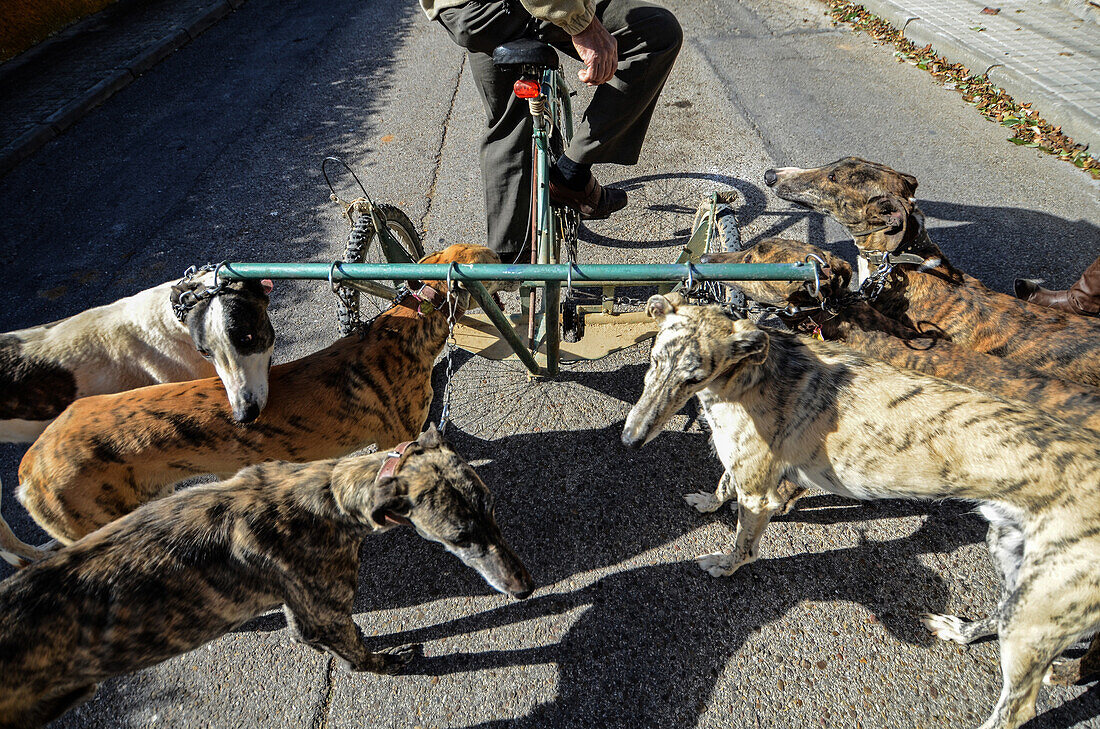 Spanish greyhounds being trained using a bicycle