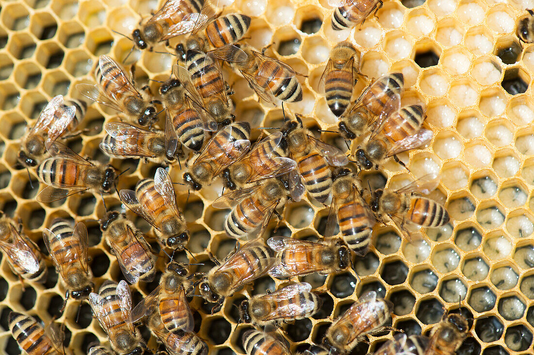 Honey bees in a beehive