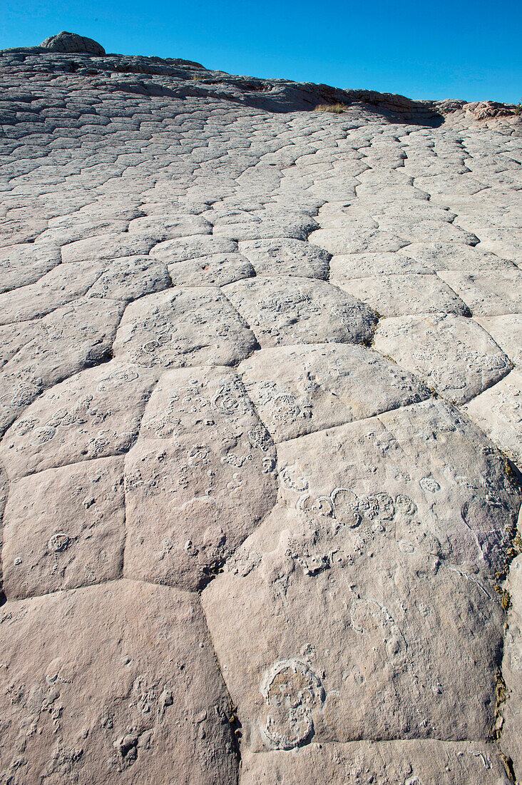 Polygonal sandstone, White Pocket, Arizona, USA