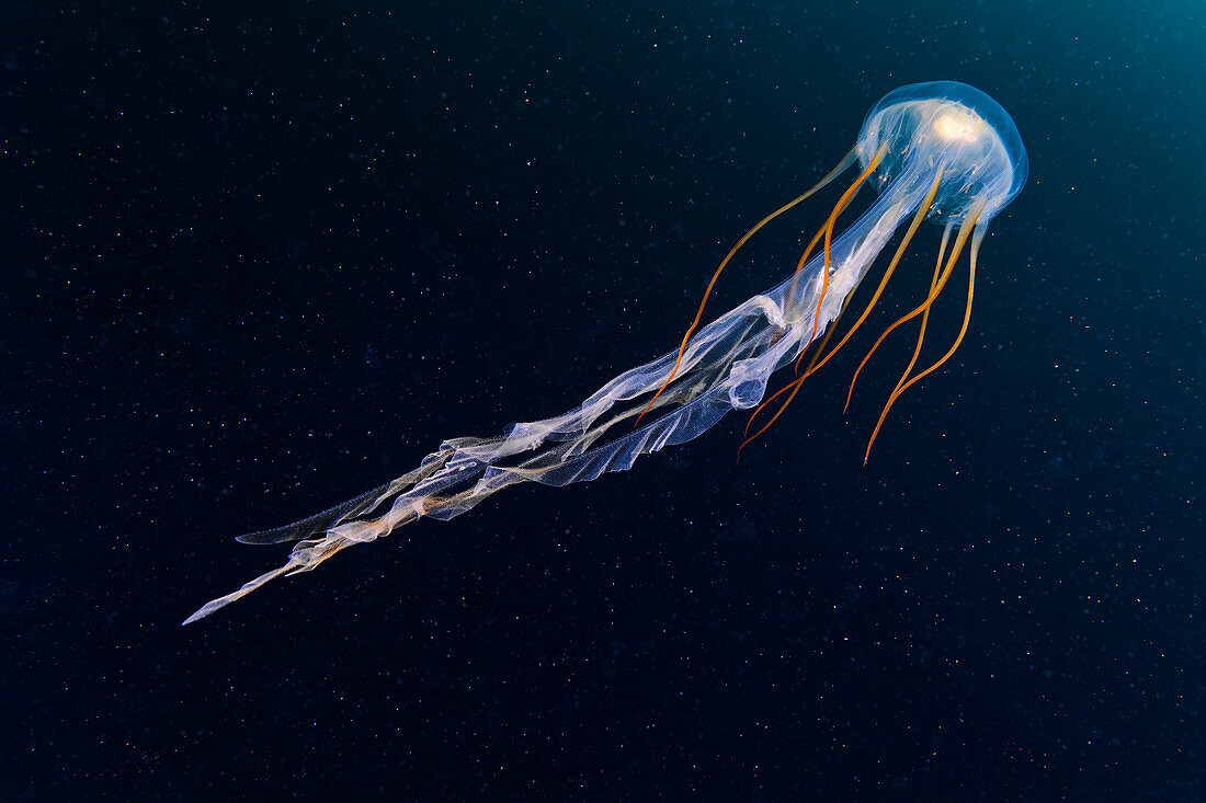 Chrysaora sp. jellyfish