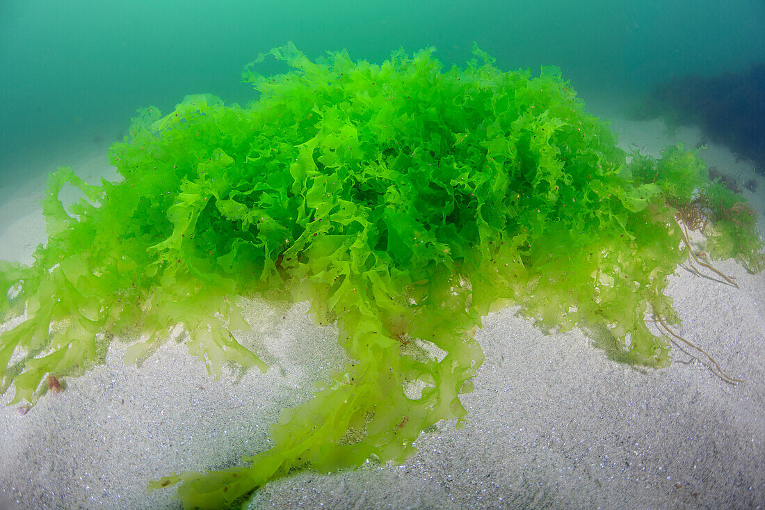 Sea lettuce