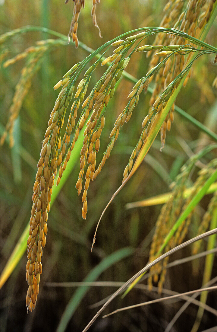 Mature rice ears