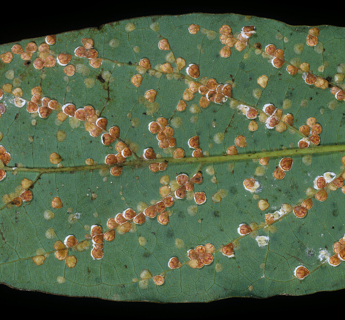 Heart-shaped scale insect