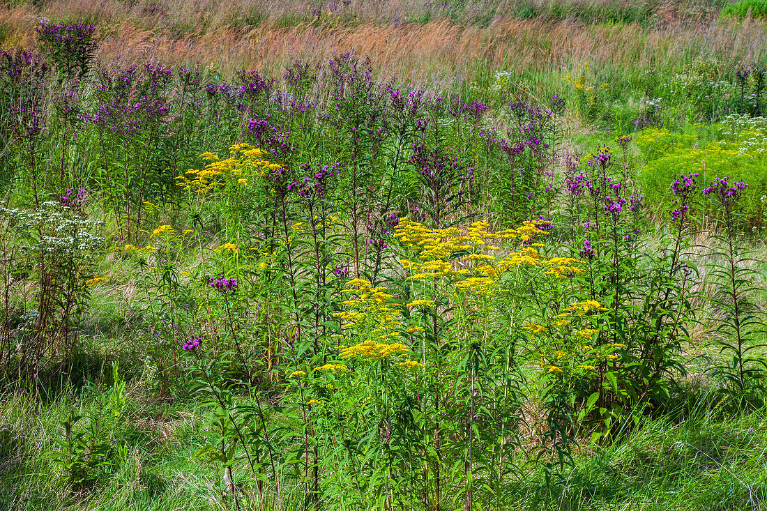 New York ironweed and goldenrod