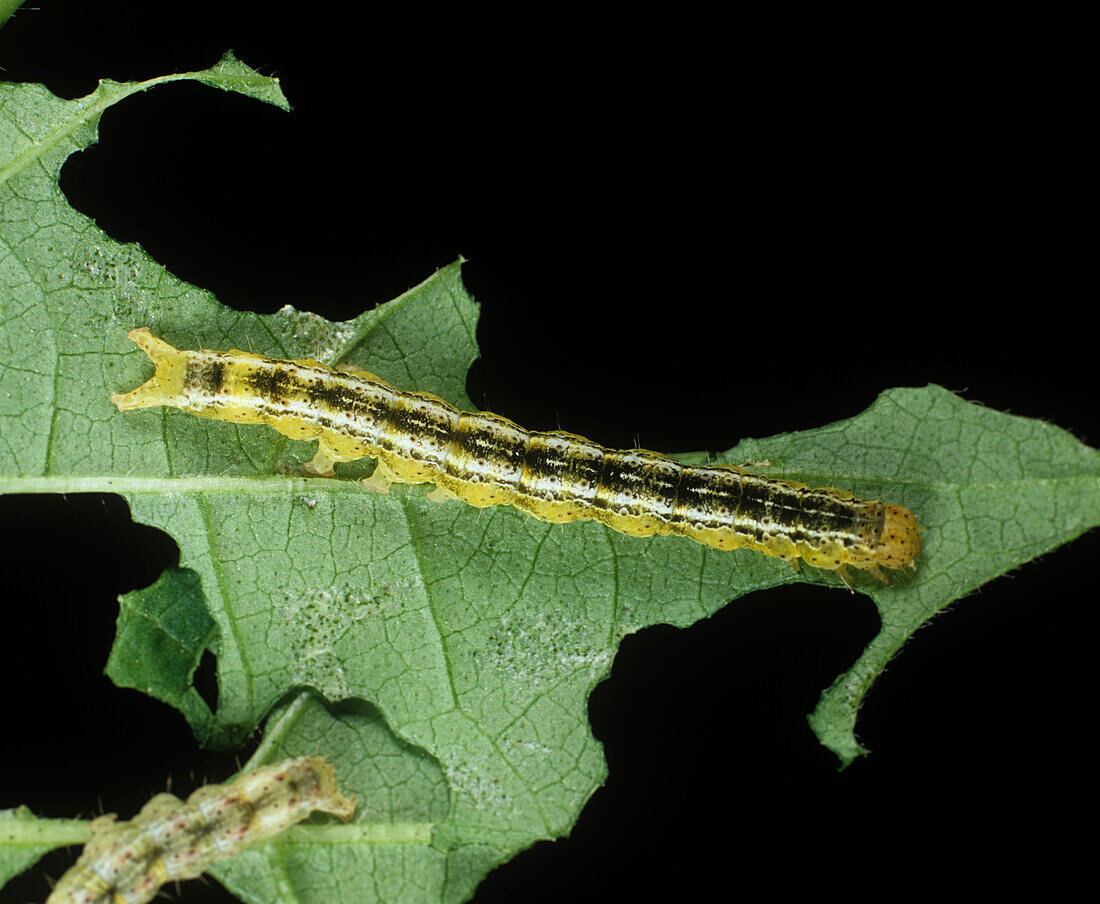 Cotton semi-looper caterpillar