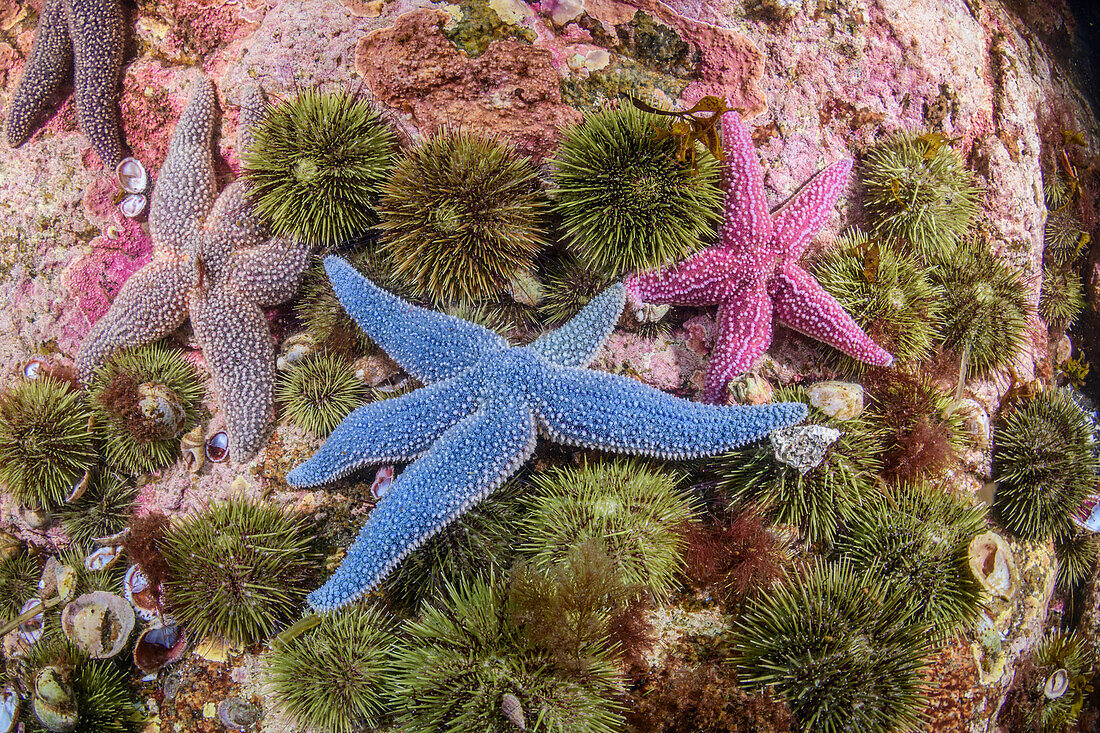 Forbes' sea star