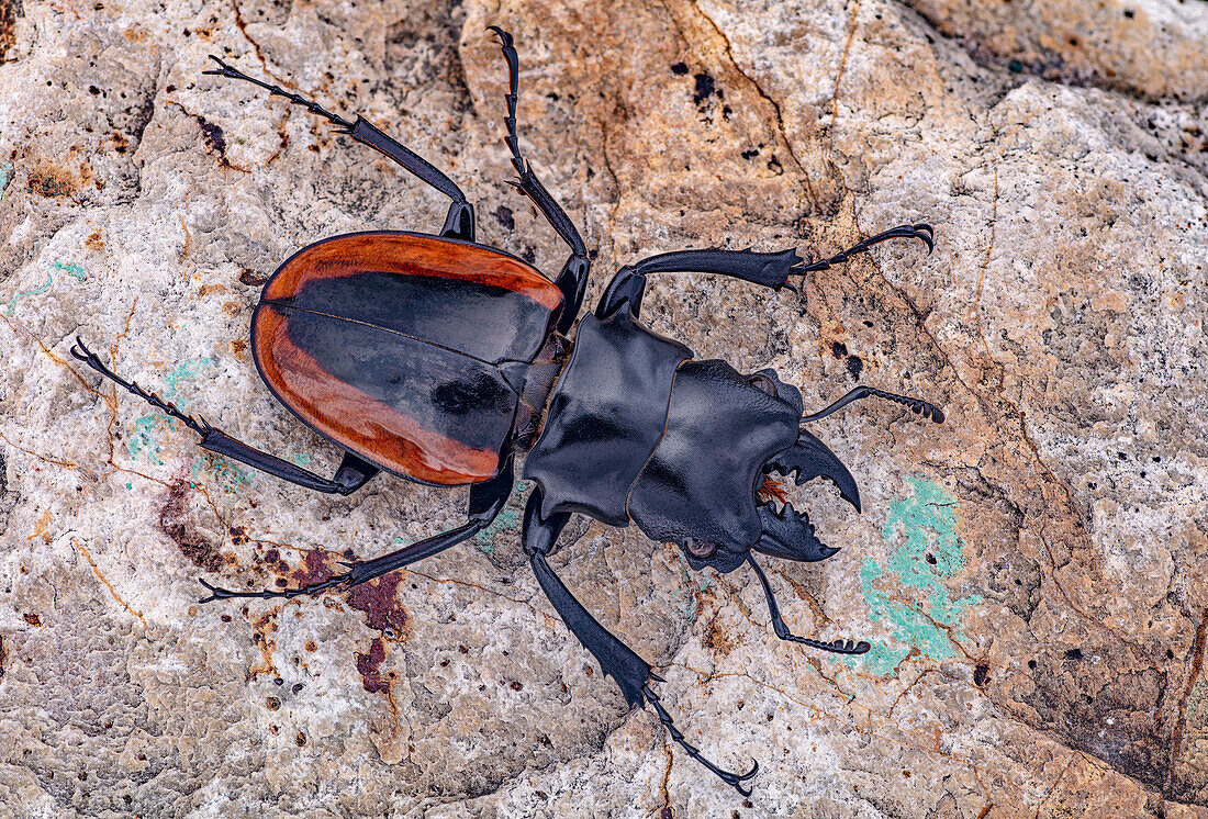 Stag beetle, Indonesia