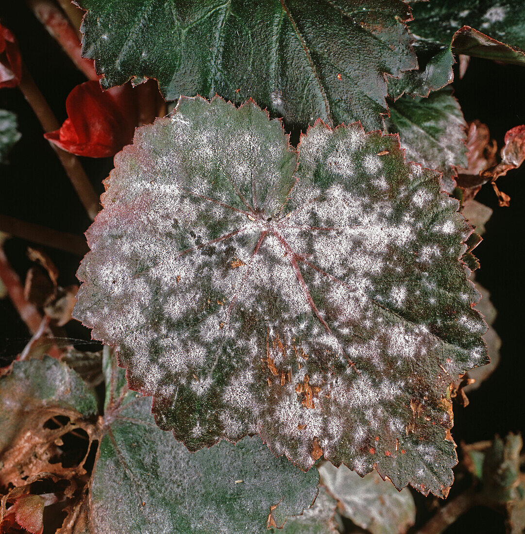Powdery mildew on begonia leaf