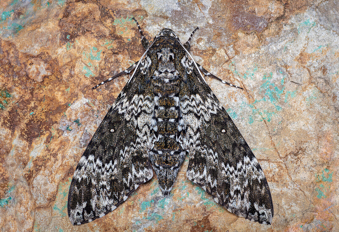 Rustic sphinx moth