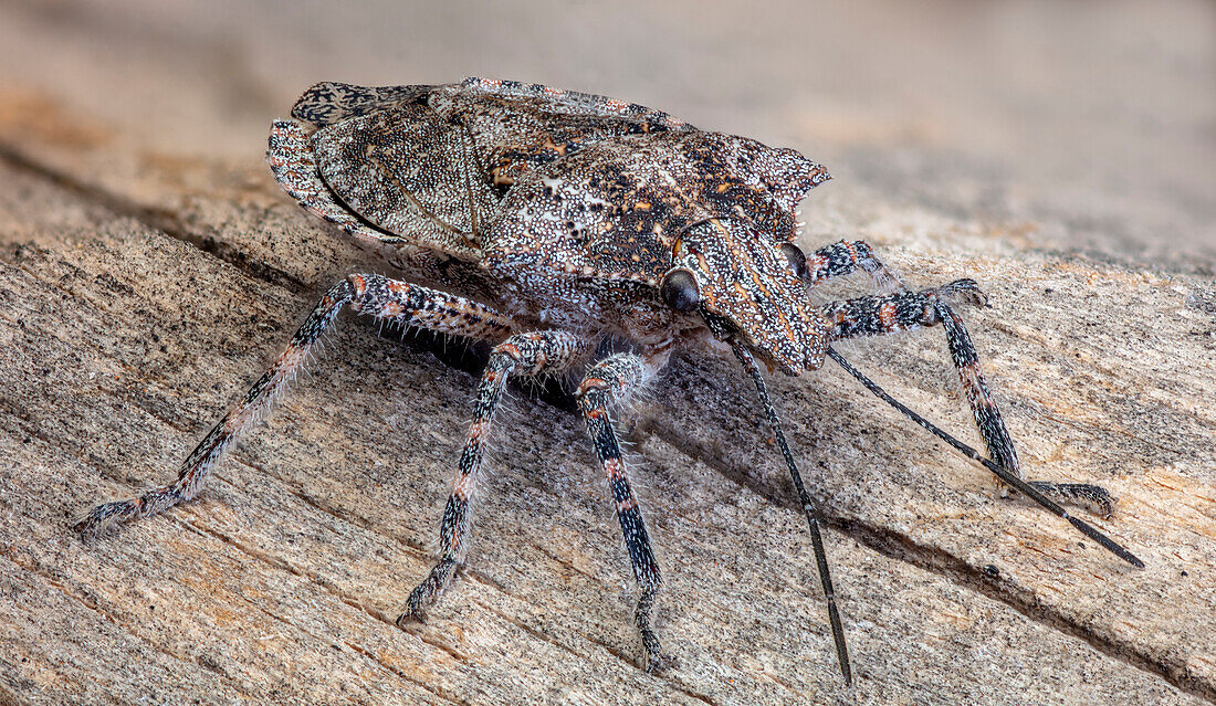 Four-humped stink bug