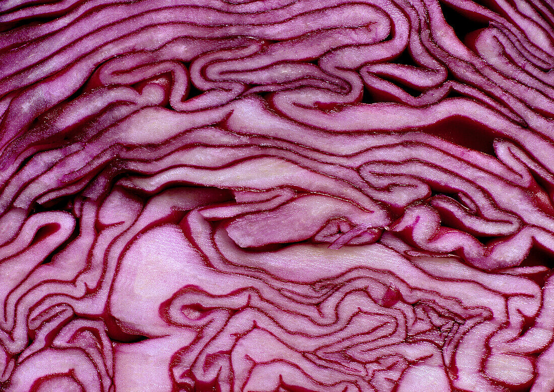 Red cabbage