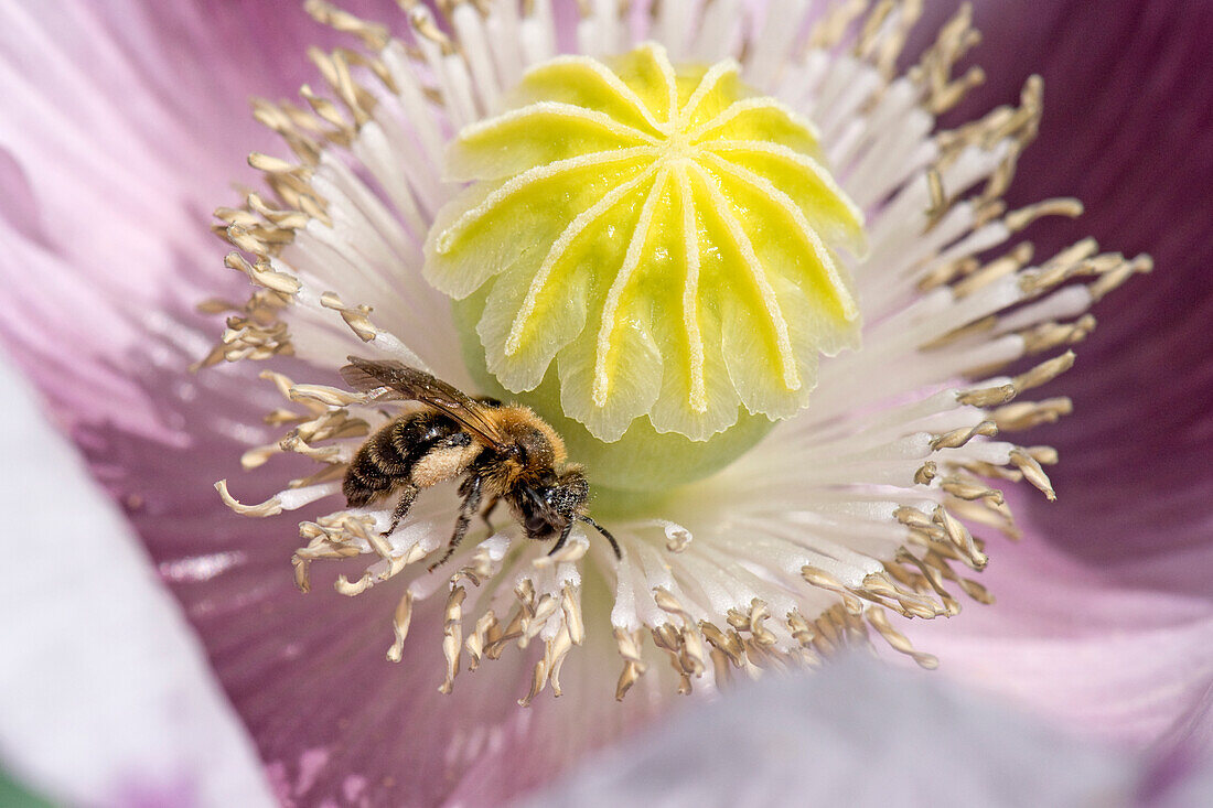 Golden fringed mason bee