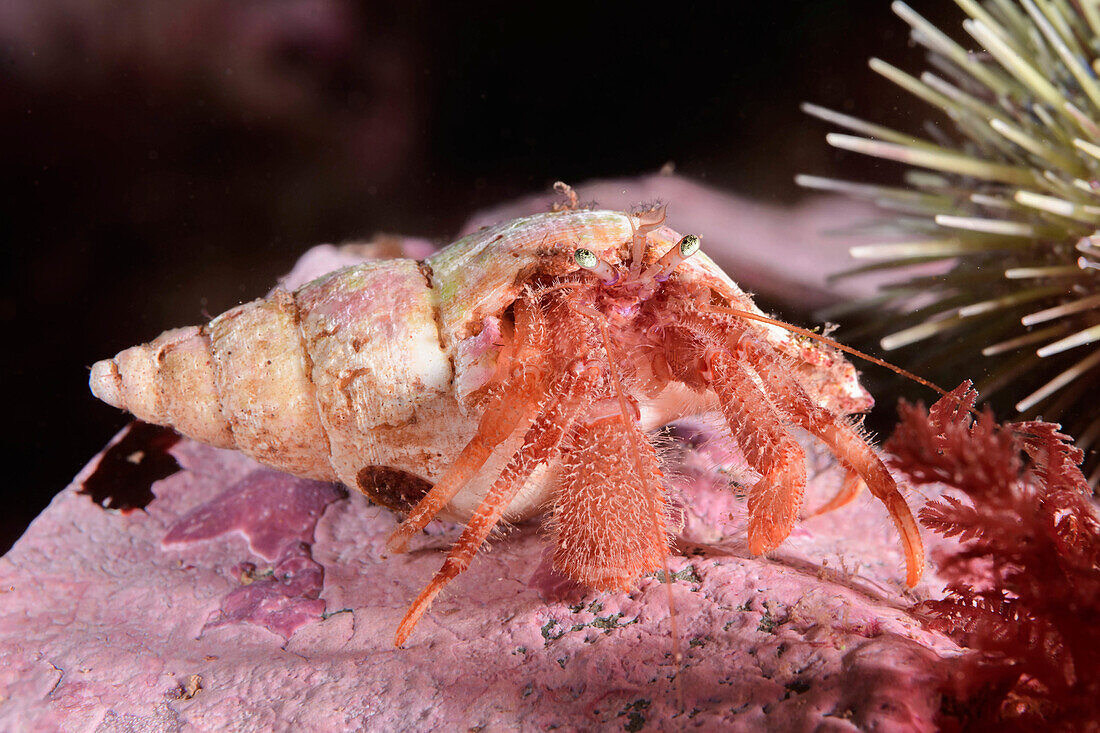 Acadian hairy hermit crab