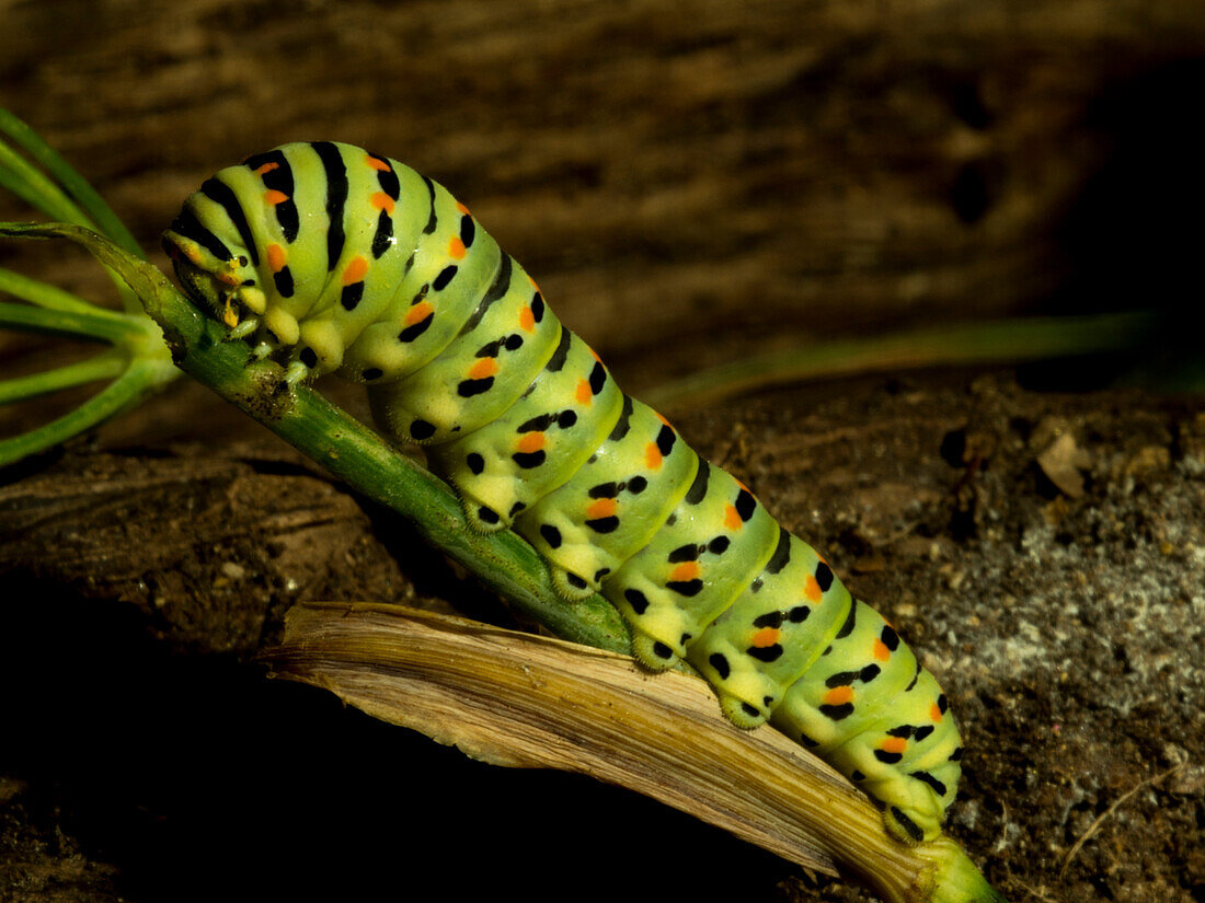 Common yellow swallowtail caterpillar