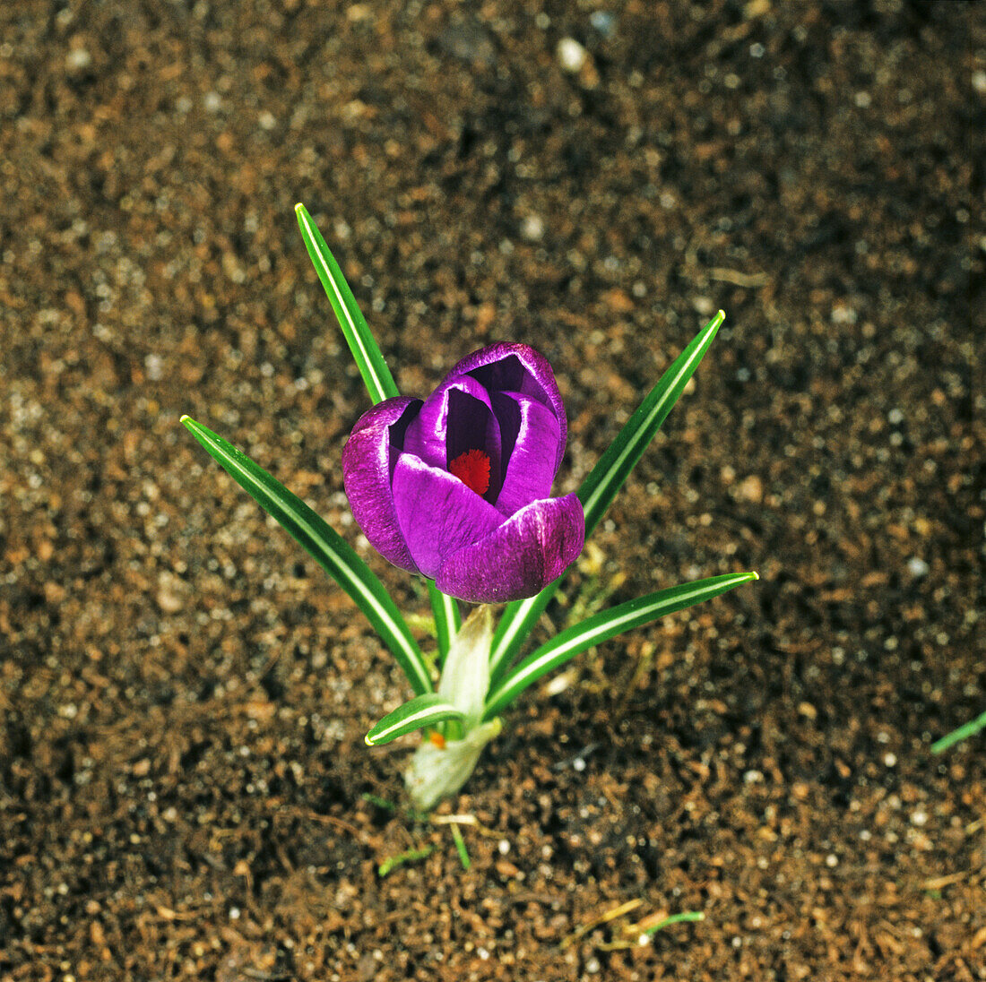 Crocus opening