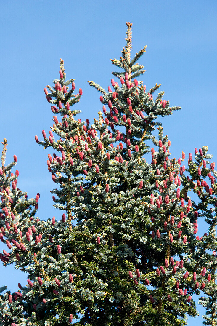 Blue spruce immature cones