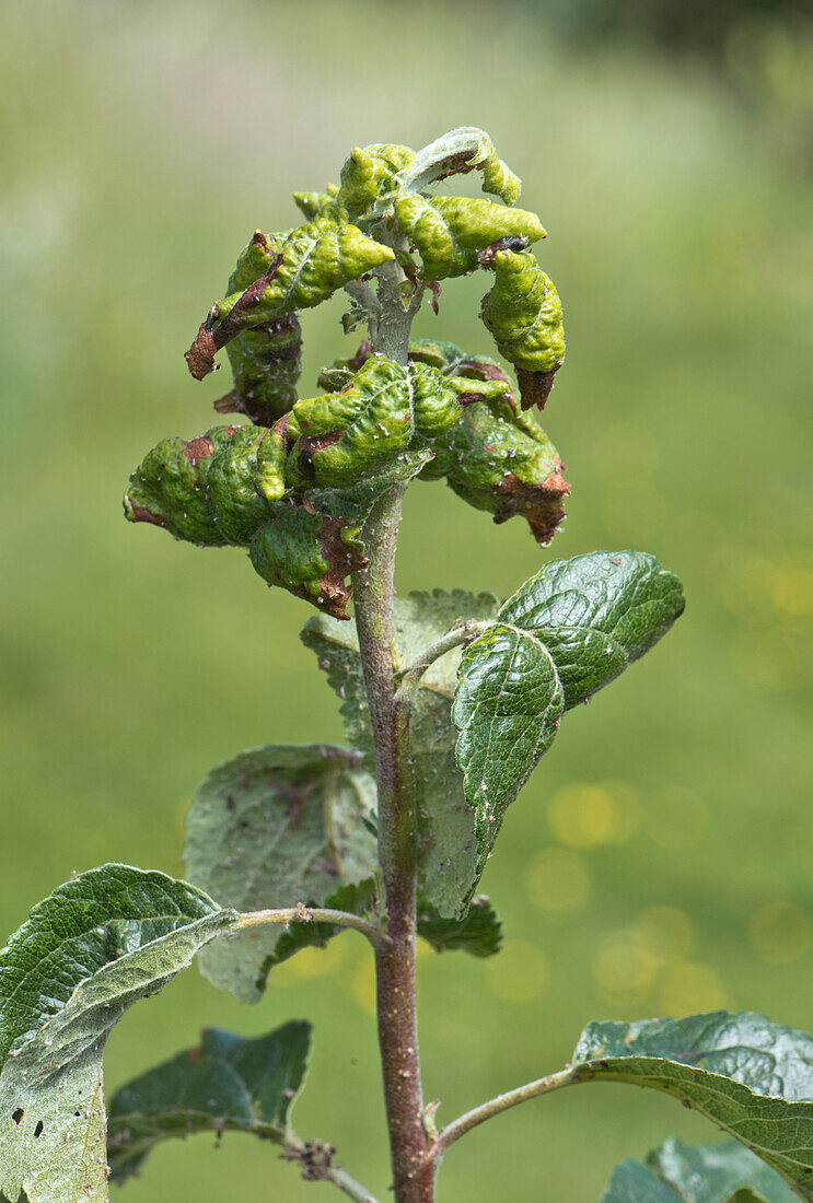 Rosy apple aphid damage