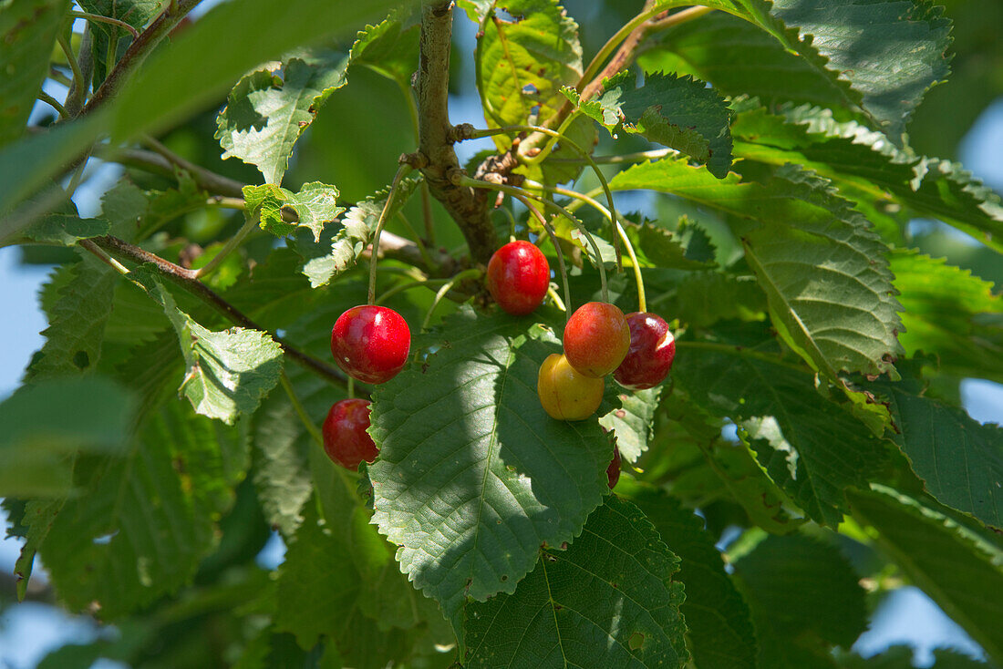 Wild cherry fruit