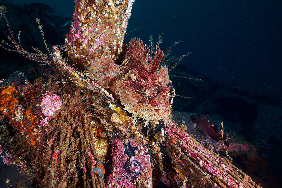 Sea raven on a shipwreck