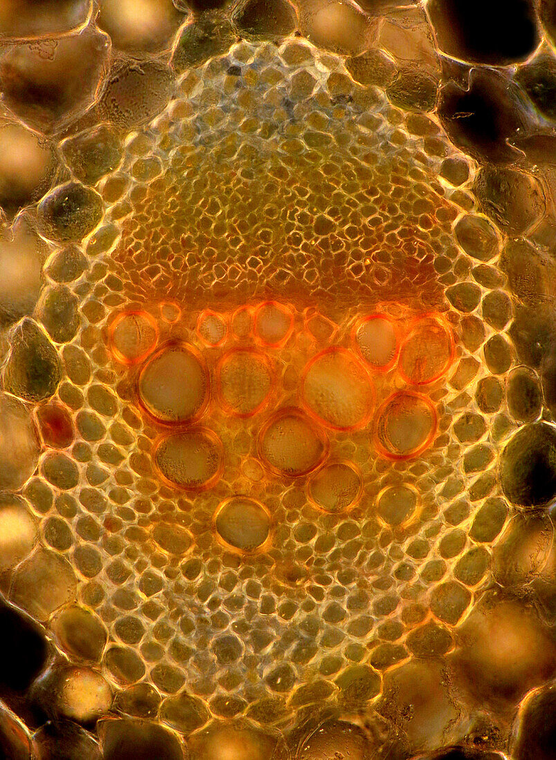 Garden rhubarb vascular bundle, light micrograph