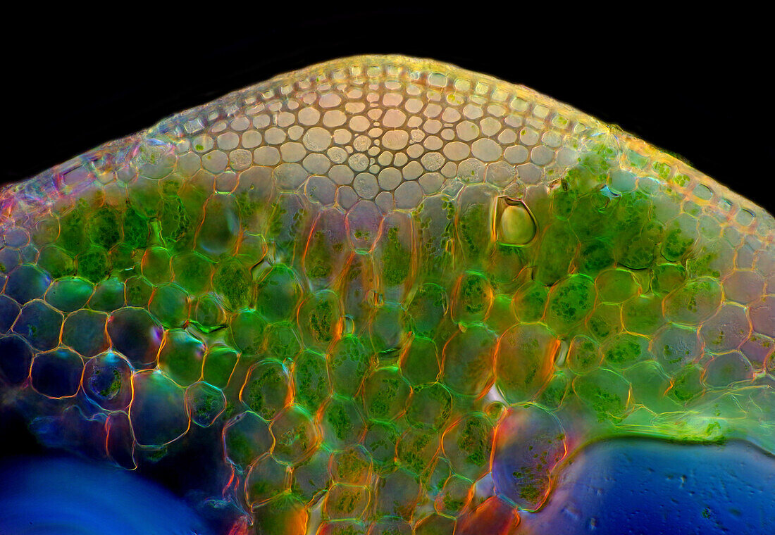 Horsetail (Equisetum sp.) stalk, light micrograph