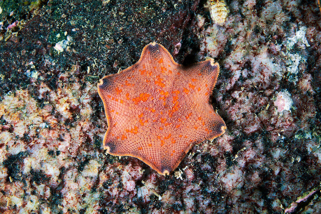 Blue bat starfish