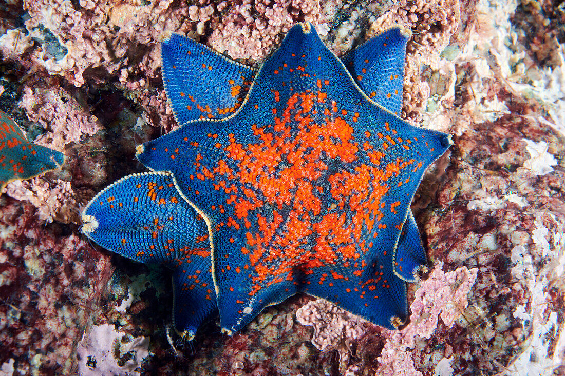 Blue bat starfishes