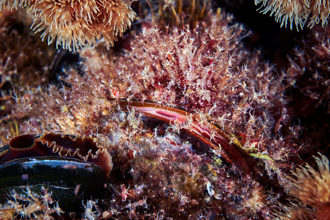 Skeleton shrimps